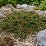 Skalník drobnolistý (Cotoneaster procumbens) ´QUEEN OF CARPET´ - výška 10-15 cm ⌀ 10-20 cm, kont. C2L